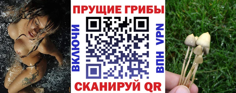 Псилоцибиновые грибы Cubensis  Якутск 